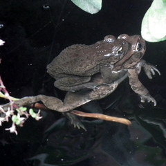 Sclerophrys capensis