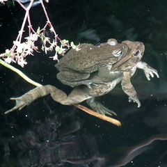Sclerophrys capensis