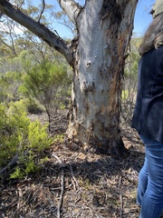 Eucalyptus salmonophloia