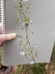 Dianella longifolia longifolia