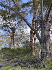 Eucalyptus salmonophloia