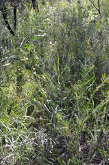 Acacia suaveolens