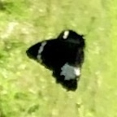 Papilio aegeus aegeus