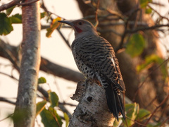 Colaptes auratus luteus × cafer