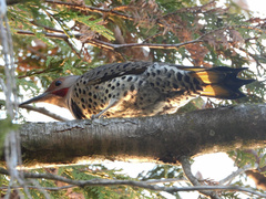 Colaptes auratus luteus × cafer