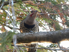 Colaptes auratus luteus × cafer