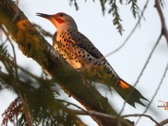 Colaptes auratus luteus × cafer