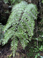 Gymnosphaera podophylla
