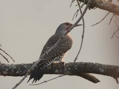 Colaptes auratus luteus × cafer