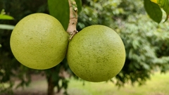 Voacanga africana