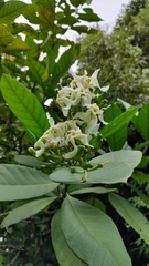 Voacanga africana