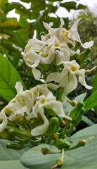 Voacanga africana