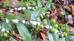 Memecylon pauciflorum