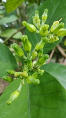 Voacanga africana