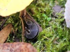 Arion hortensis