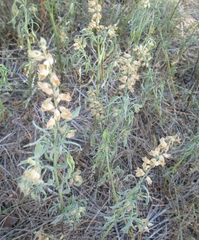Salvia reflexa