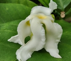 Voacanga africana