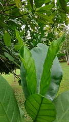 Voacanga africana