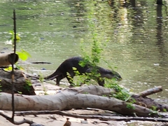 Lutrogale perspicillata