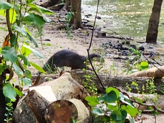 Lutrogale perspicillata