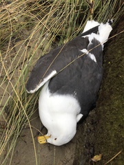 Larus dominicanus dominicanus