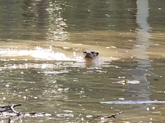 Lutrogale perspicillata