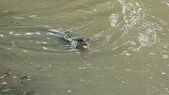 Lutrogale perspicillata