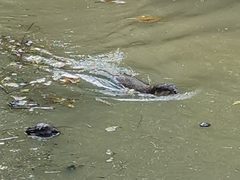 Lutrogale perspicillata