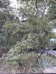 Vitex agnus-castus