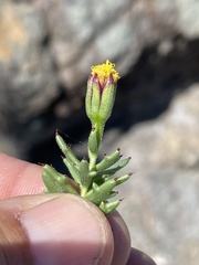 Bajacalia tridentata