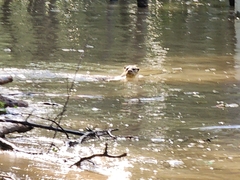 Lutrogale perspicillata