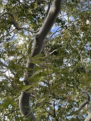 Vitex agnus-castus