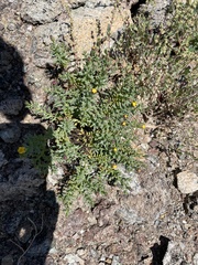 Bajacalia tridentata