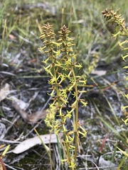 Stackhousia viminea