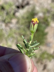 Bajacalia tridentata