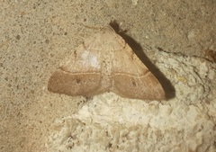 Frederickia subterminata