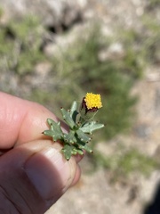 Bajacalia tridentata