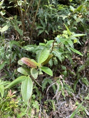Rhodomyrtus tomentosa