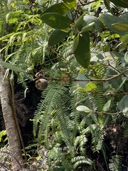 Rhodomyrtus tomentosa