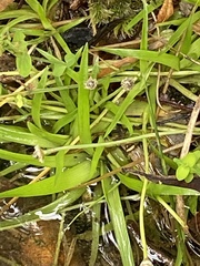 Eriocaulon truncatum