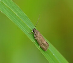 Leistomorpha brontoscopa