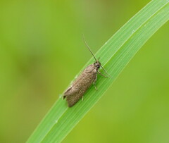 Leistomorpha brontoscopa