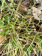 Eriocaulon truncatum