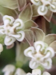 Asclepias linearis