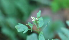 Cardamine flexuosa
