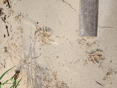 Lutrogale perspicillata