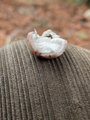 Geastrum fuscoglebum