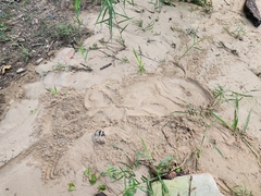 Lutrogale perspicillata