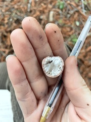 Geastrum fuscoglebum