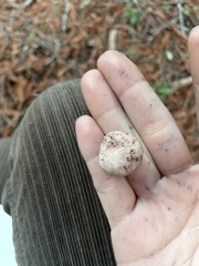 Geastrum fuscoglebum